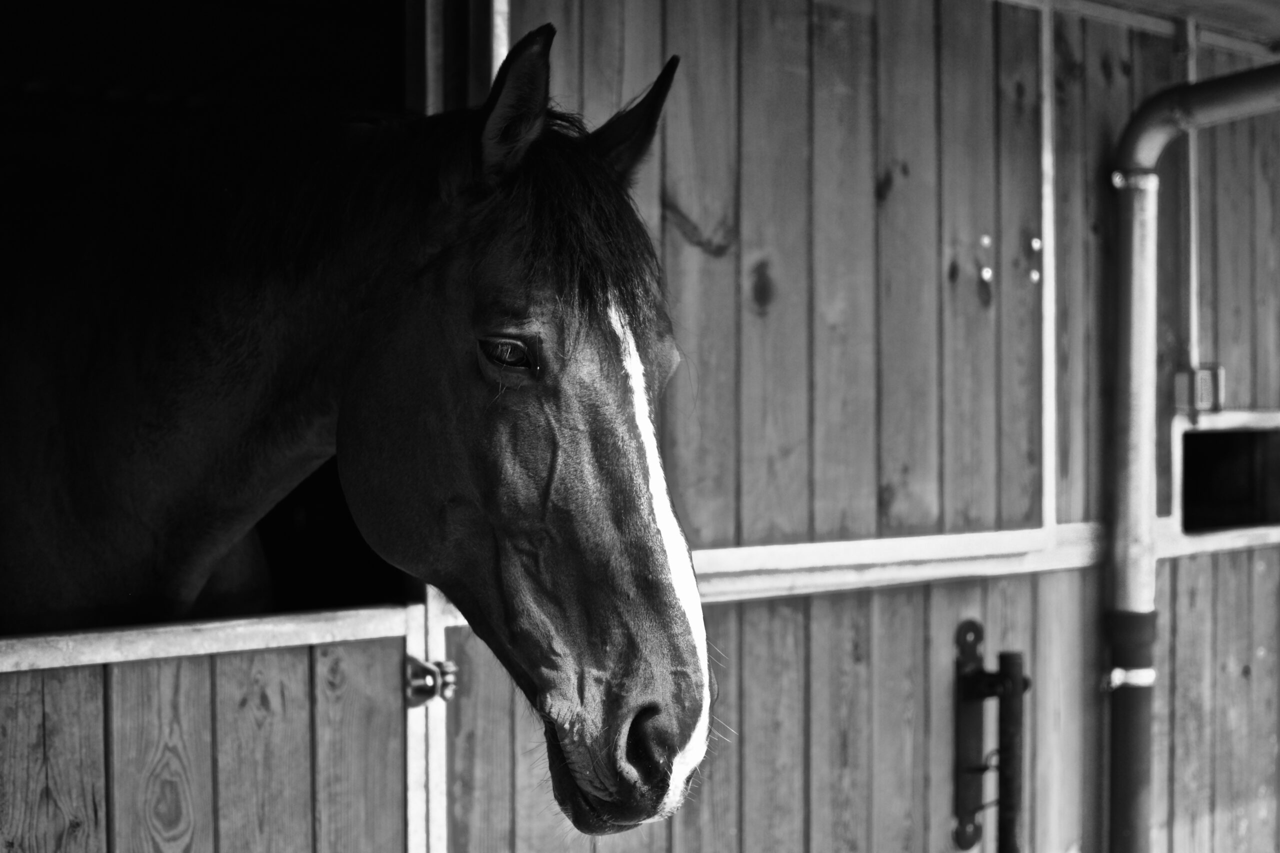 Horse Stablemat QUADRO 100x100x3 cm